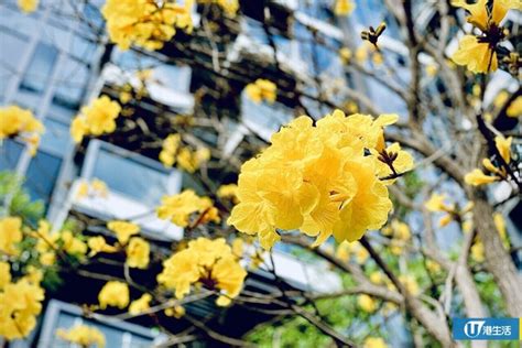 黃鐘花風水|香港賞花攻略｜四季花期全年開花時間表及賞花地點 逾30品種免 